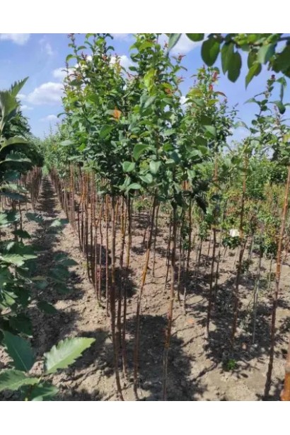 Айва красива Юкіготен на штамбі